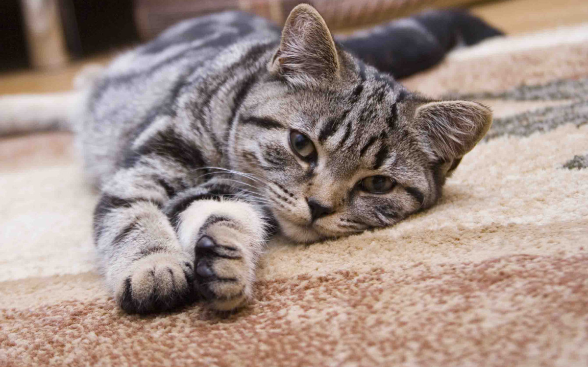 Tapijt voor huishoudens met katten